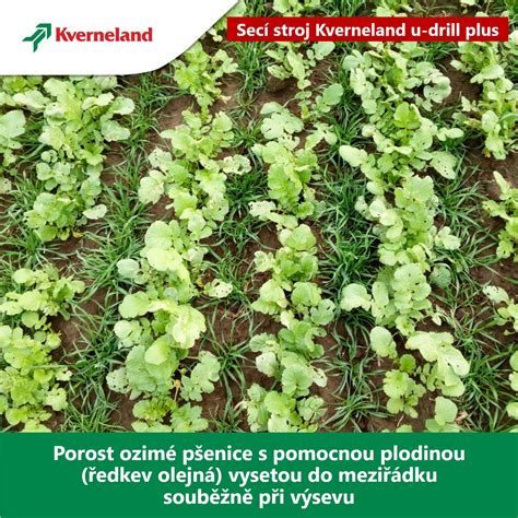 Obrázok s postupom výsevu žeruchy do misky so substrátom