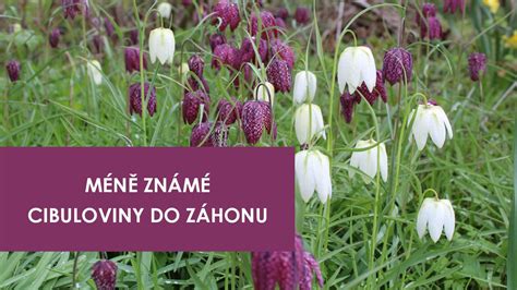 Schéma vrstvenej výsadby (tzv. lasagne efekt) v nádobe: odspodu najväčšie cibule (tulipány/narcisy), v strede stredné, na vrchu drobné (krokusy/snežienky).
