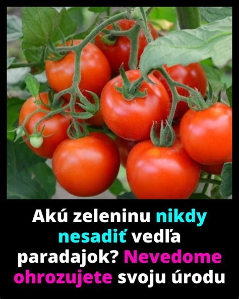 Infografika správnej orientácie cibuľky pri sadení: špička smerujúca nahor pre zdravý rast koreňov a stonky.