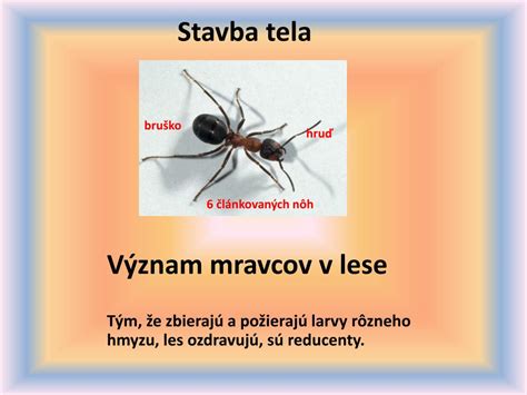 Oplodnená kráľovná mravca si odhryzáva krídla