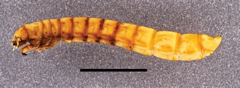 Mravčia larva