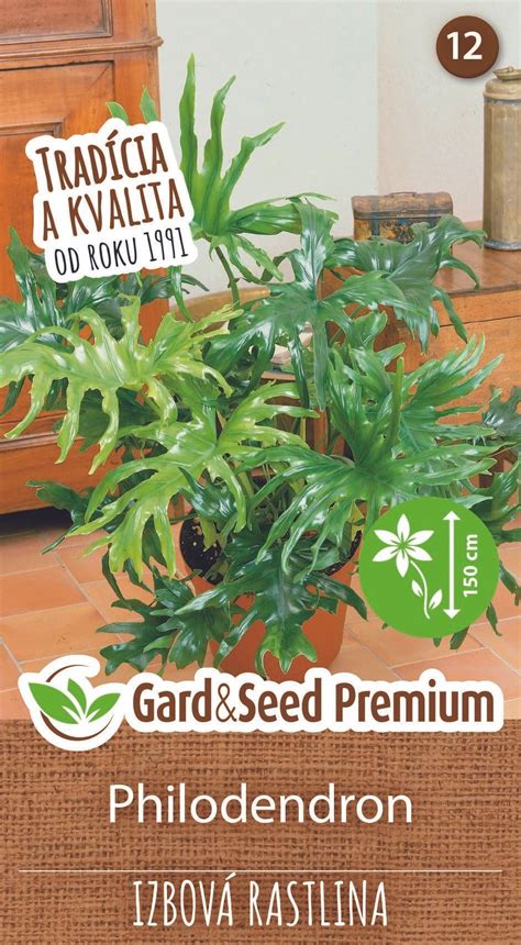 ilustračné foto: detail zálievky izbovej rastliny fikusu v kvetináči