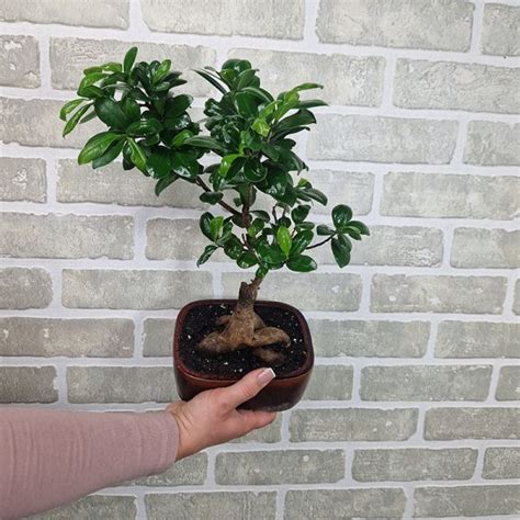 bonsaj Ficus microcarpa v malej nádobe