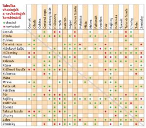 Tabuľka vhodných rastlinných susedov pre cesnak v záhrade