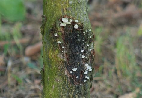 Detailne zábery popraskanej kôry na kmeni ovocného stromu.