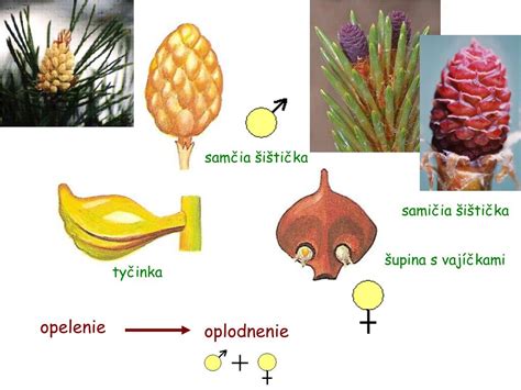 Ilustrácia stavby samčej a samičej šištice nahosemenných rastlín