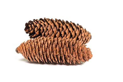 Typická drevnatá šiška ihličnatého stromu