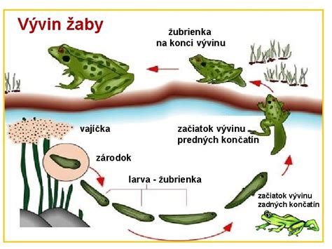 Schematické znázornenie vývinu vajíčka nahosemennej rastliny