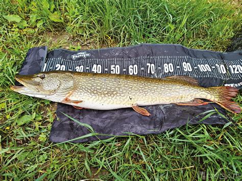 Rozličné umelé nástrahy určené na lov šťuky