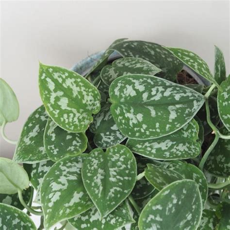 Ilustračná fotografia rastliny Scindapsus s charakteristickými listami.