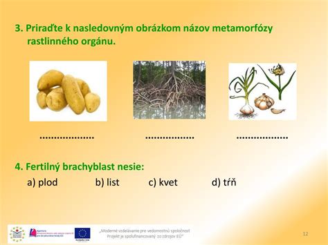 Infografika vegetatívnych orgánov rastlín: rozdiel medzi podzemkom, hľuzou a poplazom.