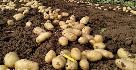 Schéma prípravy pôdy a hĺbky sadenia zemiakov v hriadkach