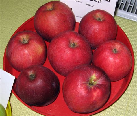 Ilustračné foto jablka odrody 'Pinova' s charakteristickou červeno-oranžovou farbou na žltom podklade