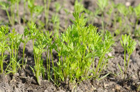 Vizualizácia výsevu semien mrkvy do riadkov.