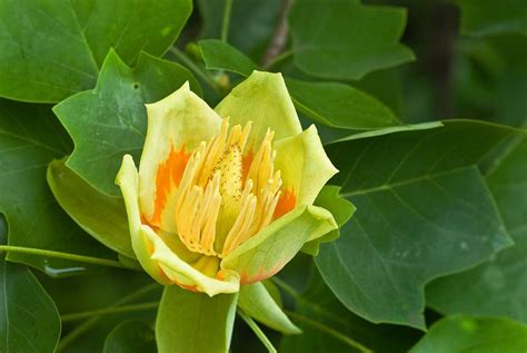 Detail žltozeleného kvetu ľaliovníka tulipánokvetého s oranžovým pruhom.