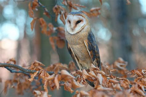 Foto rozdeleného koreňového balu plamienka