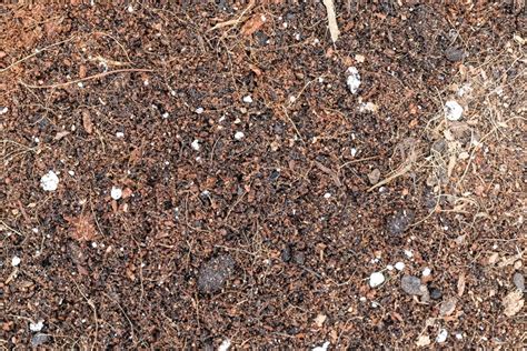 Schéma ideálneho substrátu pre sukulenty: zmes rašeliny a perlitu v pomere 1:1