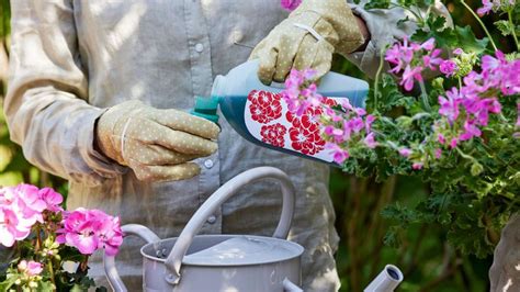 Uštipovanie stoniek muškátov pre lepšie rozvetvenie