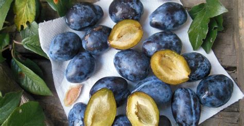 Ilustračná fotografia rôznych druhov sliviek