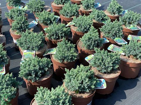 Borievka pestovaná v modernej nádobe na terase