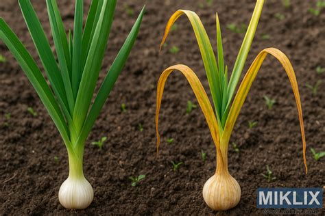 Ilustrácia vrstvy mulču okolo rastlín cibule a cesnaku.