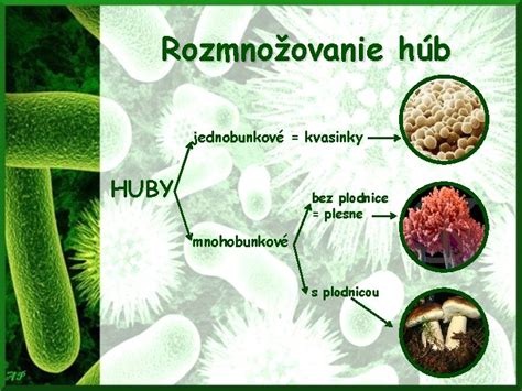 Schéma životného cyklu huby s dôrazom na pohlavné rozmnožovanie a hýfogamiu