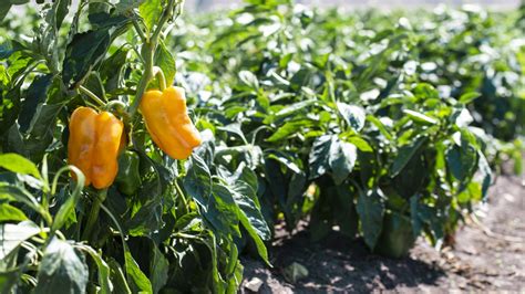 Infografika: Rôzne druhy semien a osív pre záhradkárov