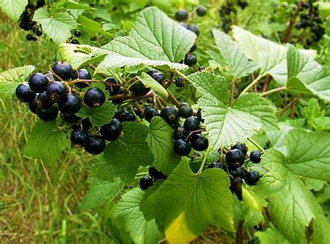 listy a plody čiernej ríbezle