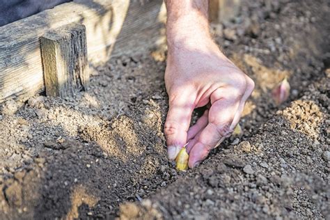 Ilustračné foto cesnaku vo viazaničkách zavesenom na vetranom mieste počas sušenia.