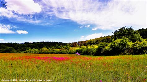 Tematické foto: rozkvitnutá lúka plná včiel a motýľov