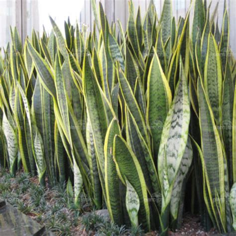 ilustrácia rôznych druhov Sansevierie (Sansevieria trifasciata 'Laurentii', Sansevieria cylindrica, Sansevieria masoniana)