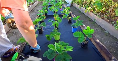 Schéma vertikálneho pestovania jahôd v PVC trubke s popismi