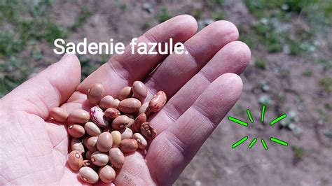 Schéma: Výsadba ťahavej fazule do kruhu s oporou