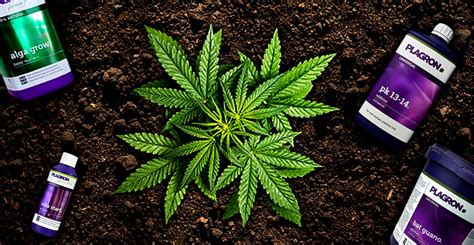 Dve rastliny marihuany rastúce vonku na slnečnom mieste