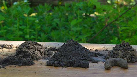 Rôzne typy pôdy v nádobách: piesočnatá, ílovitá, hlinitá a kompostovaná