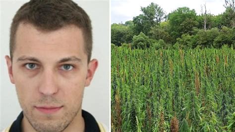 Nádoba s rastlinou konope, v ktorej je viditeľné hnojivo