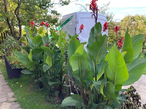 Farebné kvety a listy rastliny Kana