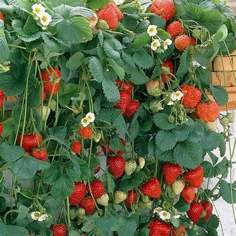 Ilustračná fotografia zdravej sadenice jahody s detailom listov a koreňového systému.