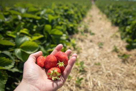 Ilustrácia zberu zrelých jahôd ráno.
