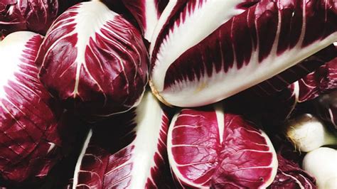 Ilustrácia rôznych druhov čakanky: belgická, radicchio, cukrová