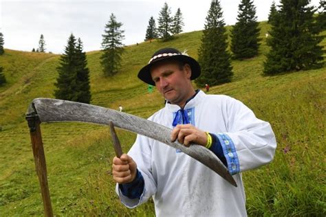 Obrázok lúky s viditeľnými pásmi po kosení alebo kosák