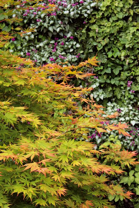 Rôzne druhy japonských javorov s dekoratívnymi listami