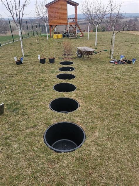 Ilustrácia prípravy sadenice brestu - namáčanie koreňov vo vedre s vodou