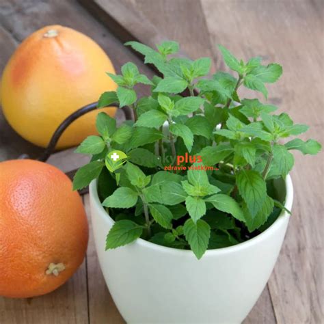 Mäta pestovaná v kvetináči na slnečnom balkóne