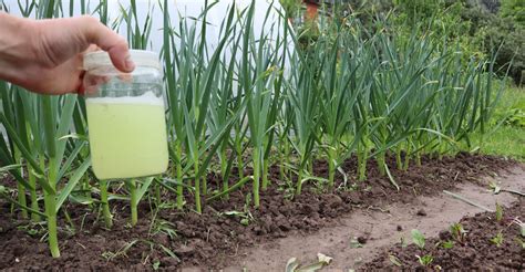 Foto: Chorobou postihnutý cesnak v záhone