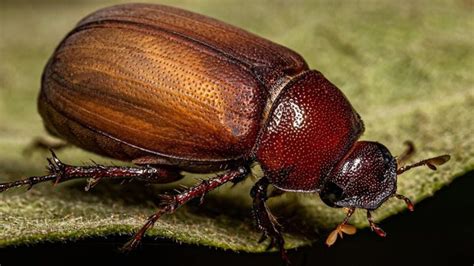 Ilustrácia rôznych druhov chrobákov, vrátane škodcov ako lykožrút a fúzač.