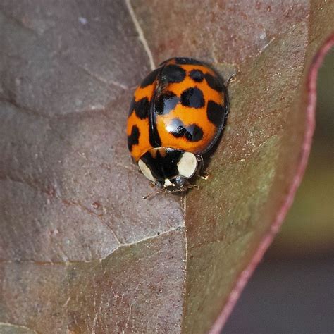 Lienka východná (Harmonia axyridis) na rastline.