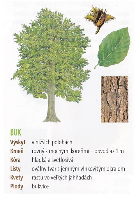 Ilustrácia dubového stromu s detailom na kôru.