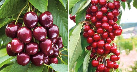 schematické znázornenie dozrievania čerešní podľa týždňov