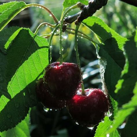 ilustrácia srdcovitého tvaru čerešní Kordia